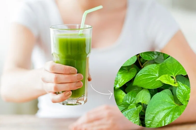 Nước diếp cá hỗ trợ điều trị mụn nội tiết và nuôi dưỡng da mịn màng.